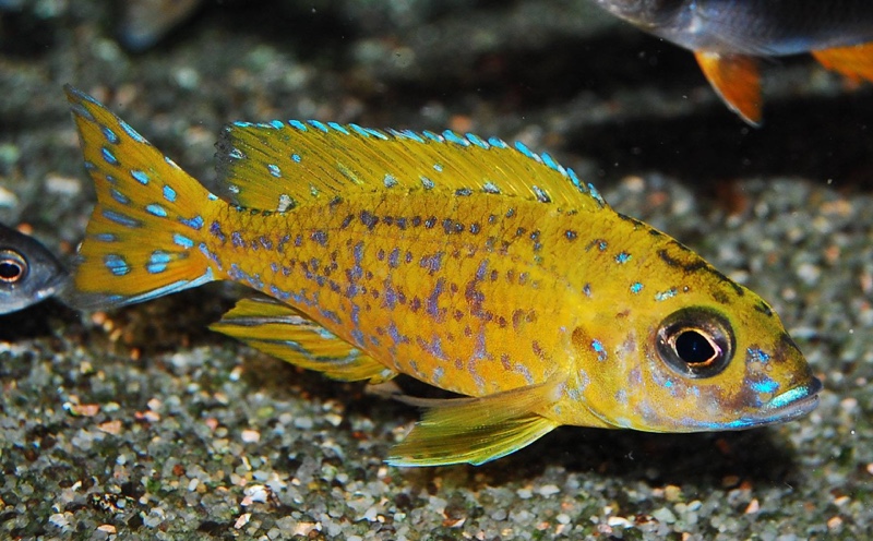 Aulonocara sp. 'stuartgranti maleri' Maleri Island